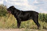 CANE CORSO 889